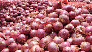 পেঁয়াজের মূল্য স্থির