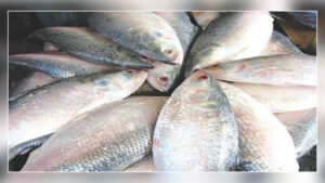 ইলিশের আকাশছোঁয়া দাম