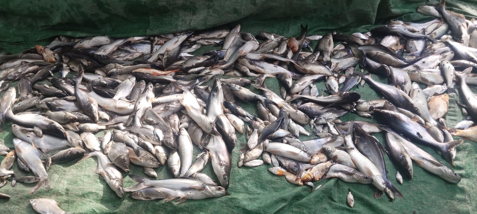 চৌদ্দগ্রামে পুকুরে বিষ প্রয়োগ করে ৩ লক্ষাধিক টাকার মাছ নিধন